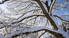 Snow on tree branches