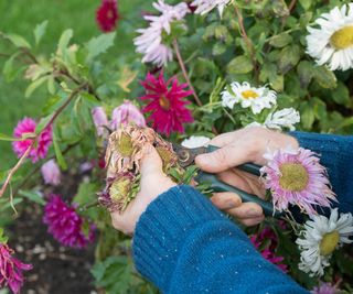 hands removing dead flowers from an aster