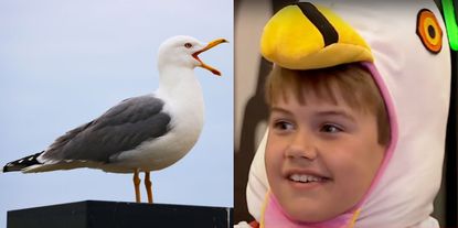 Cooper Wallace was once bitten by a seagull — but it hasn't put him off them.