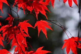 autumn leaves, red leaves