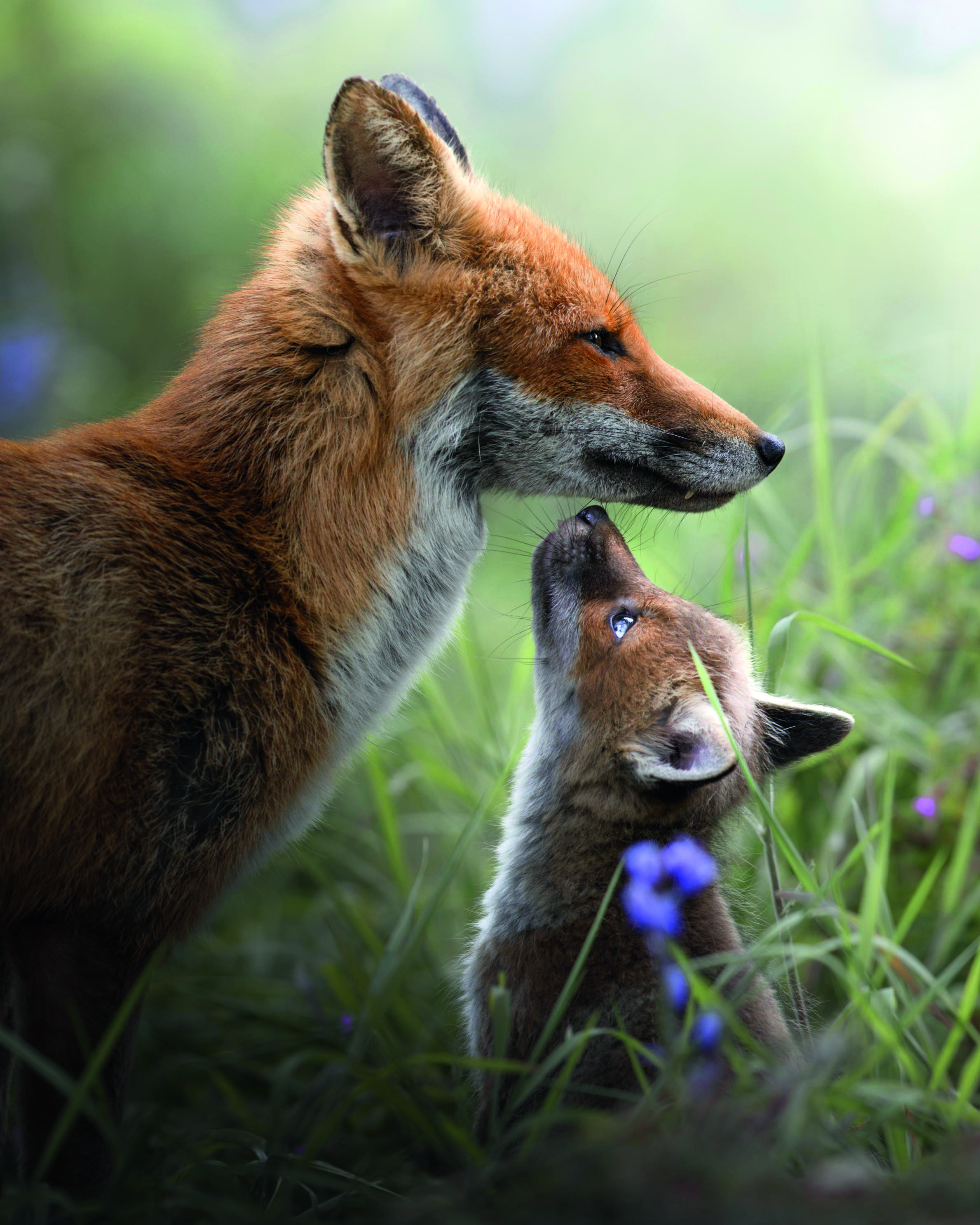 A vixen and her cub in a field