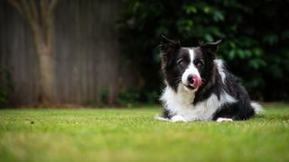 A dog sitting on a lawn