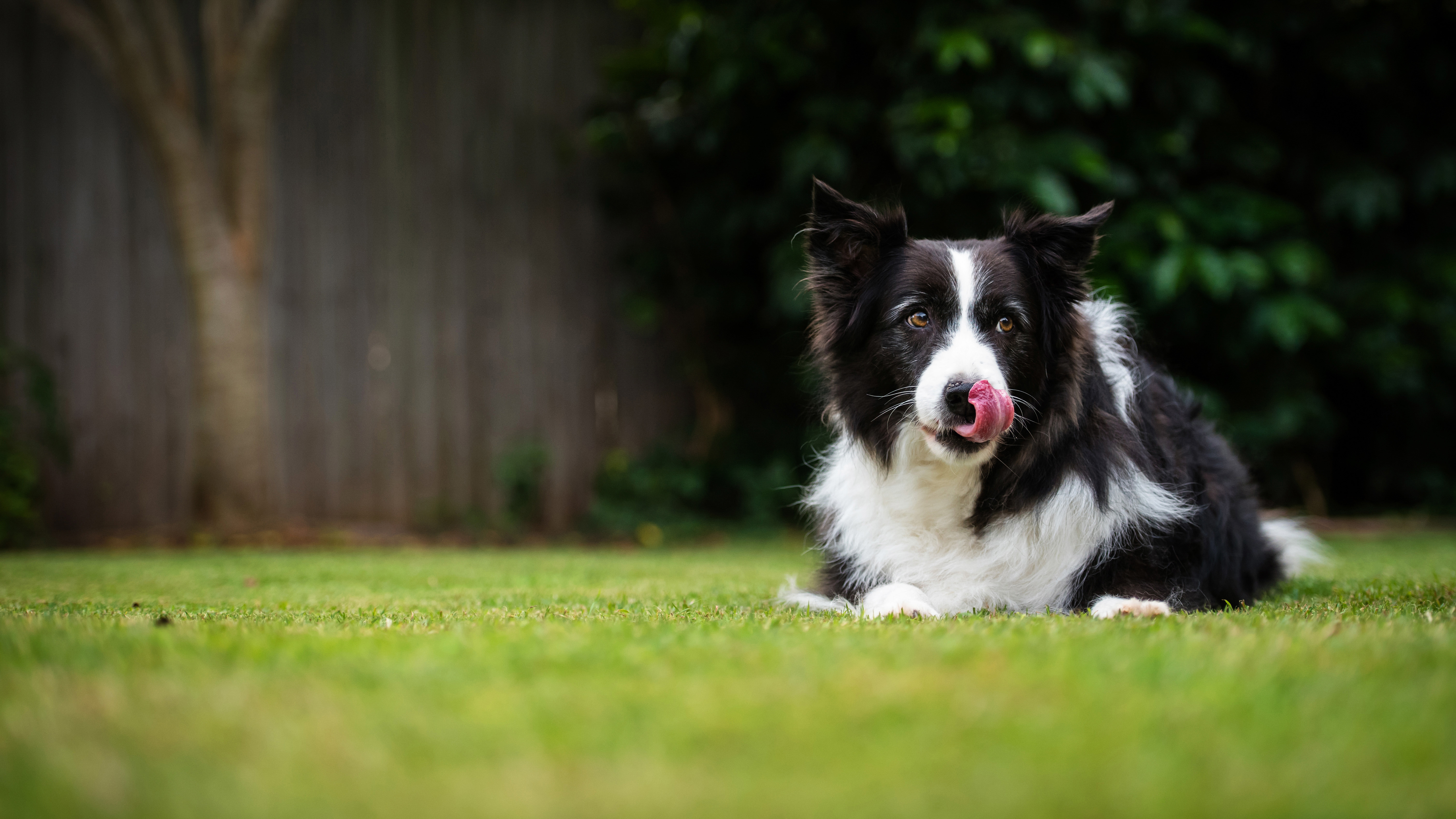 Собака сидит на лужайке