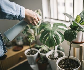 Spray houseplants