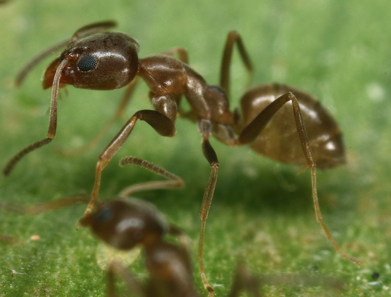 'Alien' Argentine Ants May Have Met Their Match | Live Science