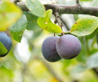 Damson fruit