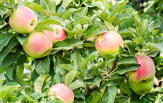 Winter Banana apples in the apple orchard