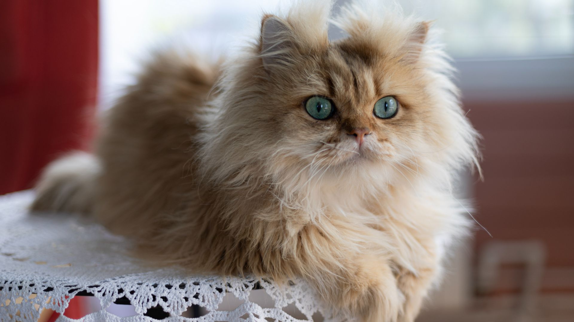 fluffy ginger persian cat