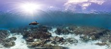 Coral reef panorama