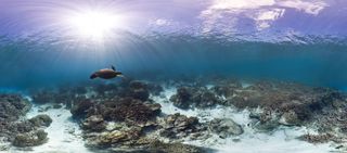 Coral reef panorama