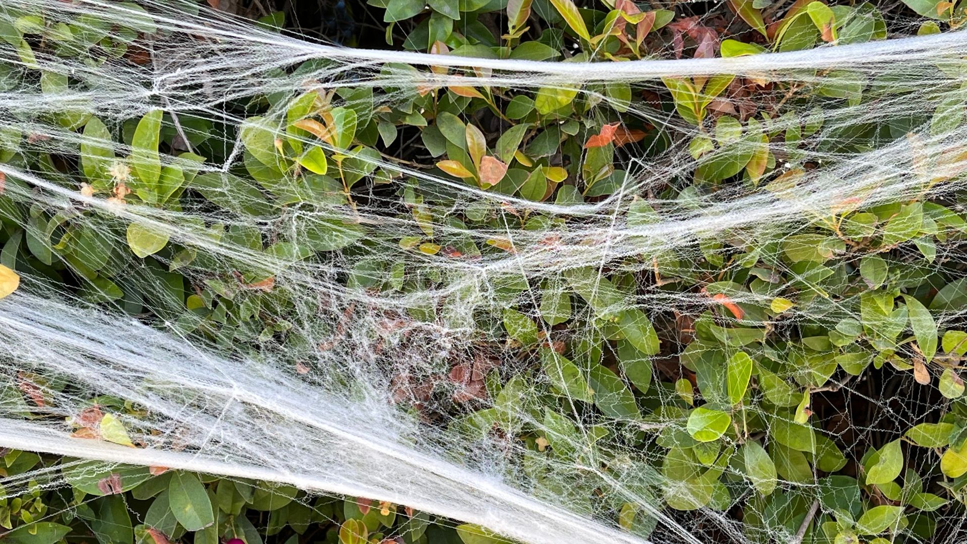 picture of stringy fake halloween cobweb on hedge