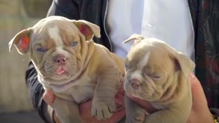 Two Micro-Bully puppies