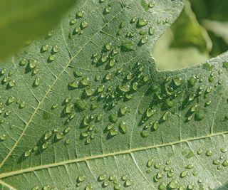 Guttation water droplets on a green plant leaf