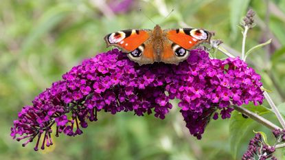 butterfly bush Royal Red with peacock butterfly in summer display