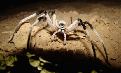 A new species of spider was found in Israel last year: Scientists say 86 percent of life on land has never been seen and it may be extinct before it is found.