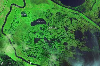 Aerial false-color image of the marshes and swamps that buffer New Orleans from the Gulf of Mexico a week before Hurricane Katrina on August 22, 2005. Image captured by the Landsat 5 satellite.