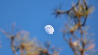 an almost full illuminated moon shining in the daytime sky there is a tree in the foreground of the image, framing the moon nicely.