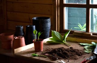 cuttings being potted on in a potting shed