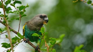 Meyer's Parrot