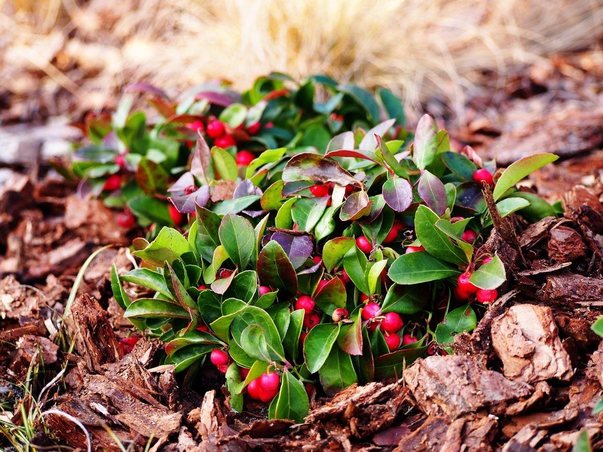 Wintergreen Plant