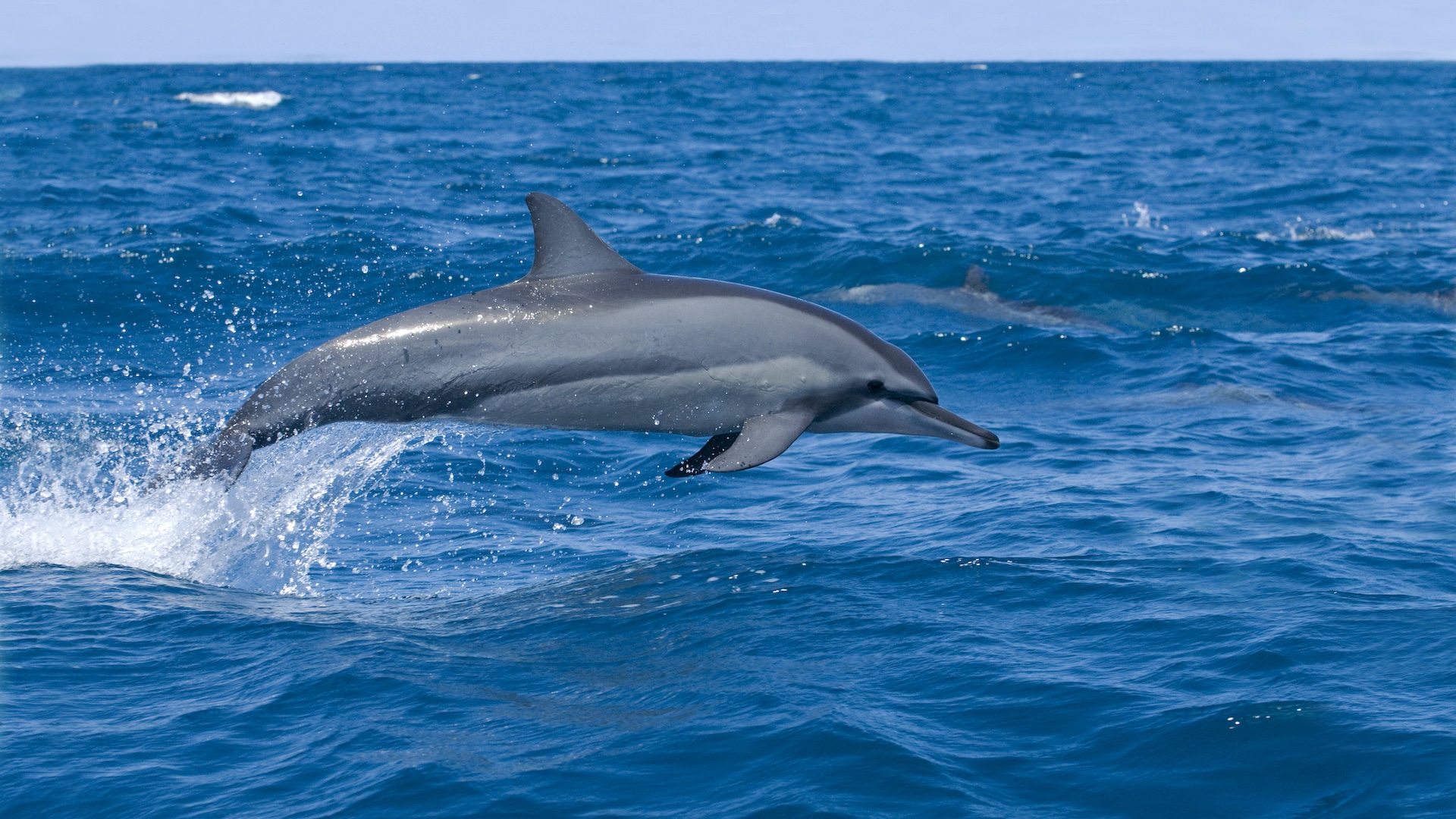 a spinner dolphin leaps from the water