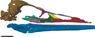 Digital reconstruction of the complete Vegavis skull.