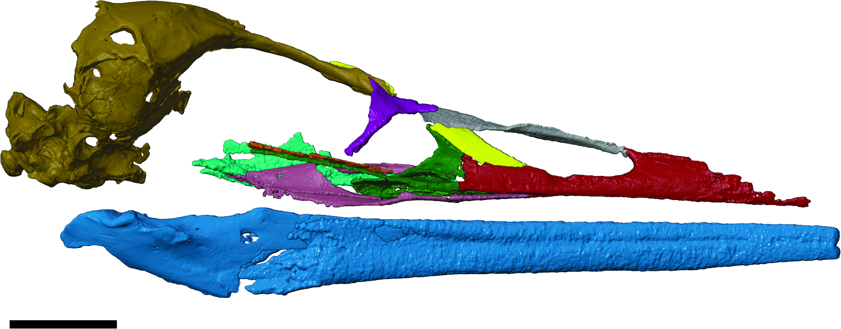 Digital reconstruction of the complete vegavis skull.