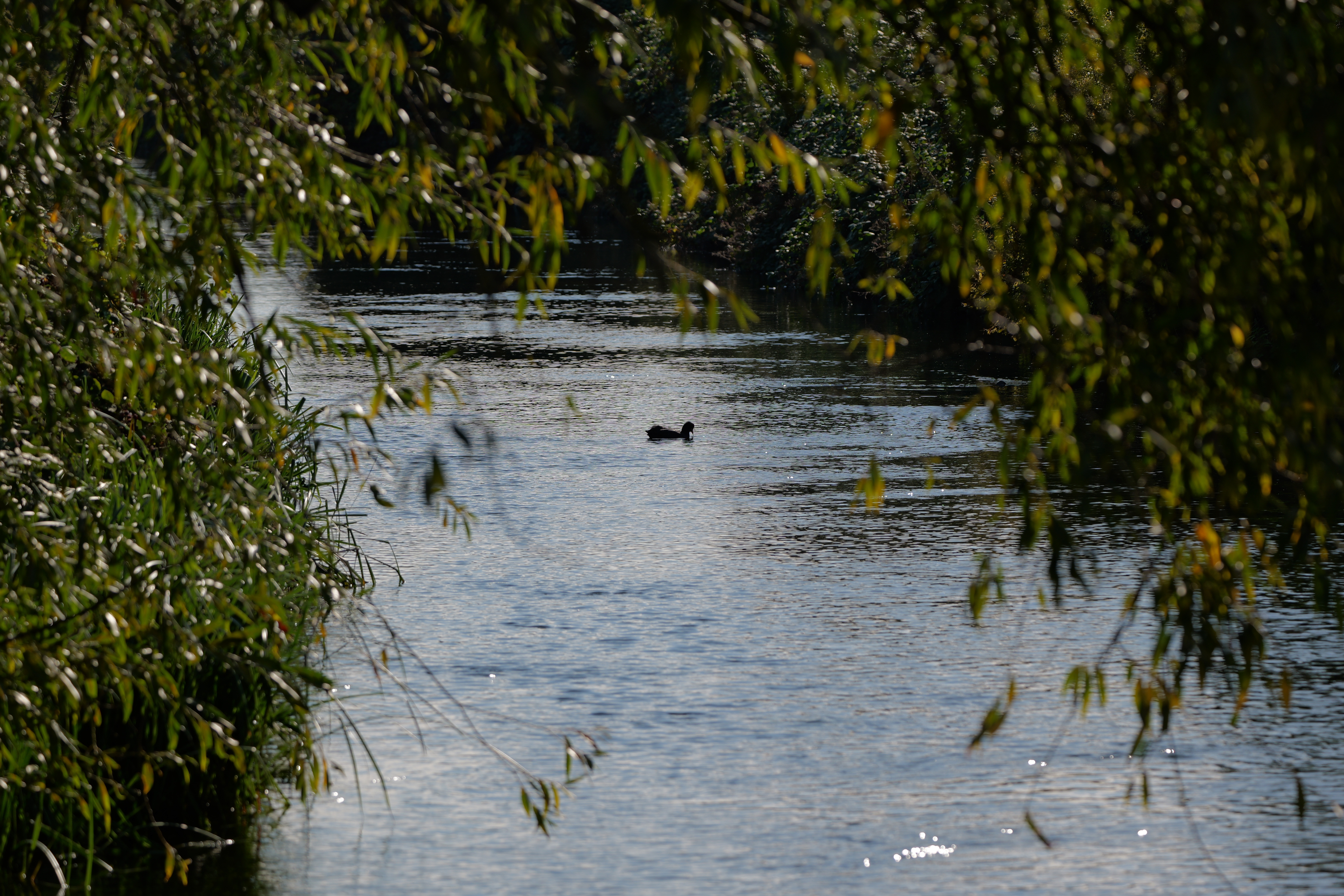 A canal surrounded by trees with a lone duck swimming on the surface