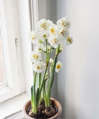 Narcissi flowering on window ledge