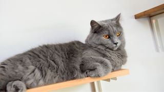 Grey cat lying on a shelf