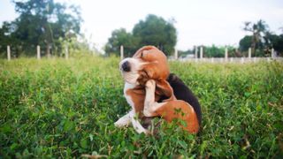 Beagle scratching