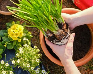 Daffodils being potted up in a garden