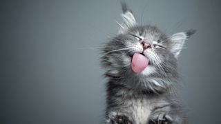 cat sticking tongue out