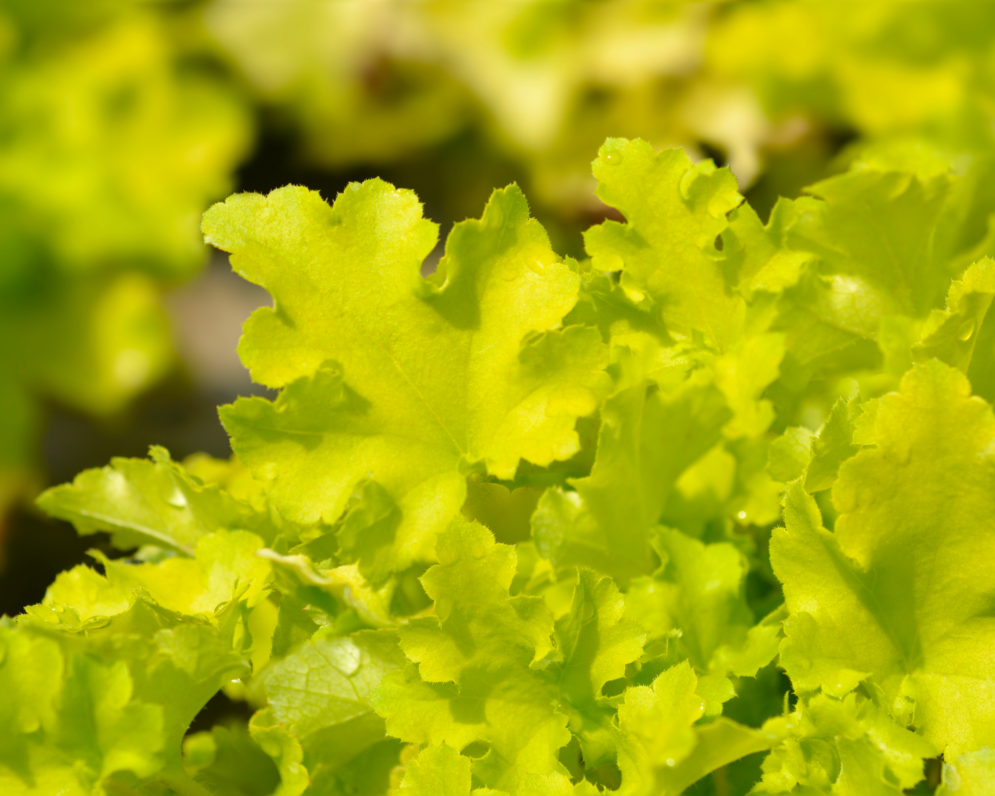 lime marmalade coral bells leaves
