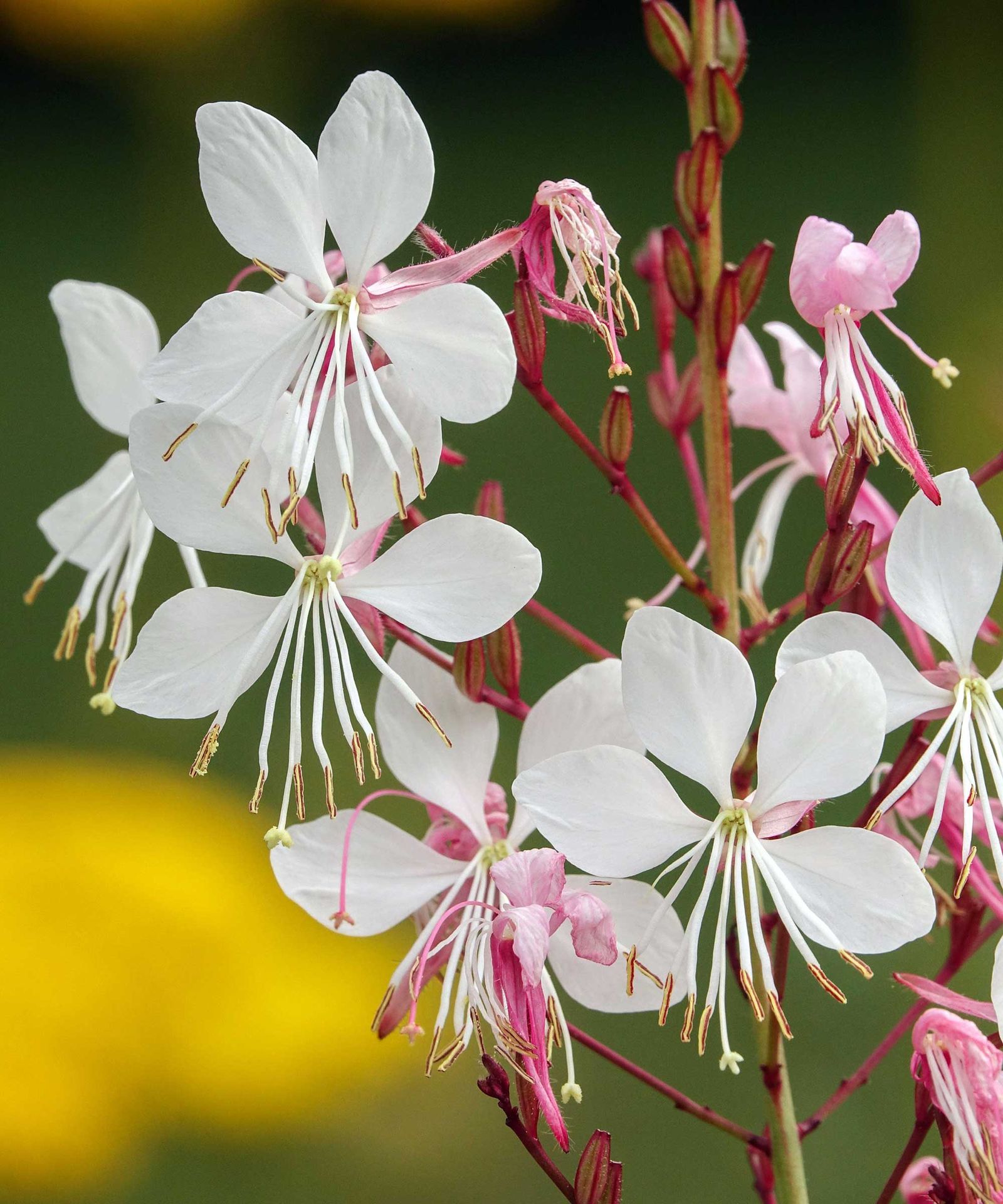 Best drought tolerant plants 21 choices for hot, dry areas Gardeningetc