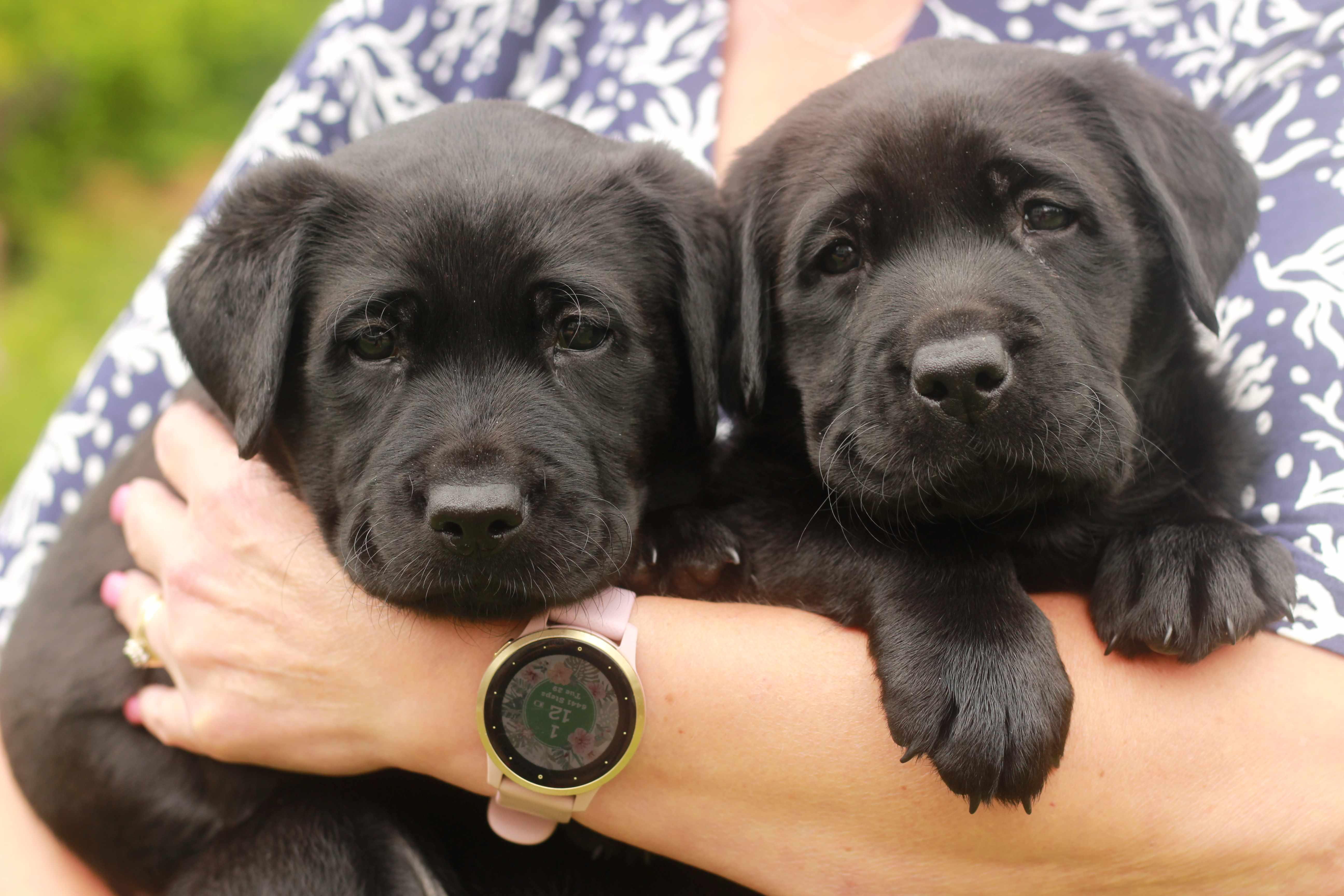 Guide-dog puppies.