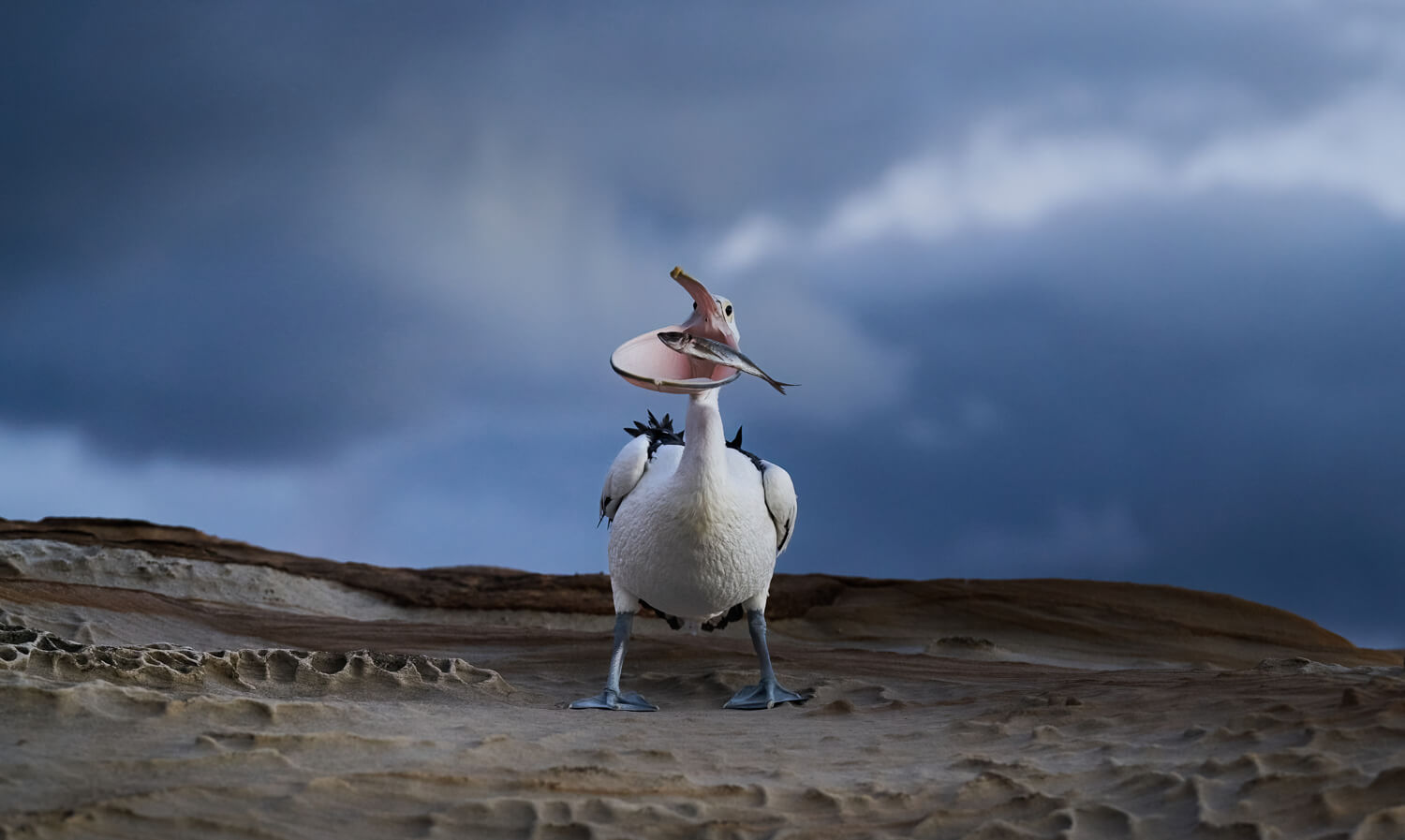 Pelican catches fish in mouth.