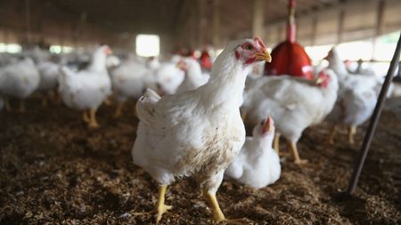 Chickens in a shed