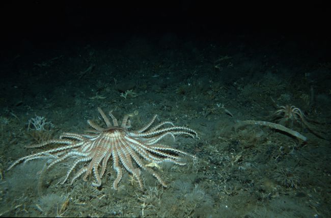 Images: Strange Life at Antarctic Seafloor | Live Science