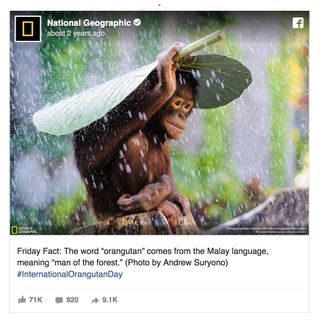 Another Webby Award winner, National Geographic's Friday Fact campaign employed the simple power of a beautiful image