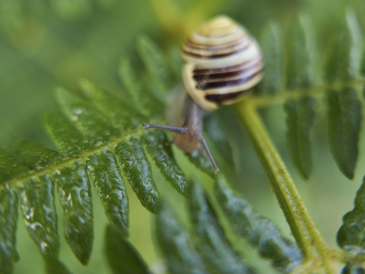 Sample image taken with the Panasonic Lumix L10; closeup of a snail on a leaf