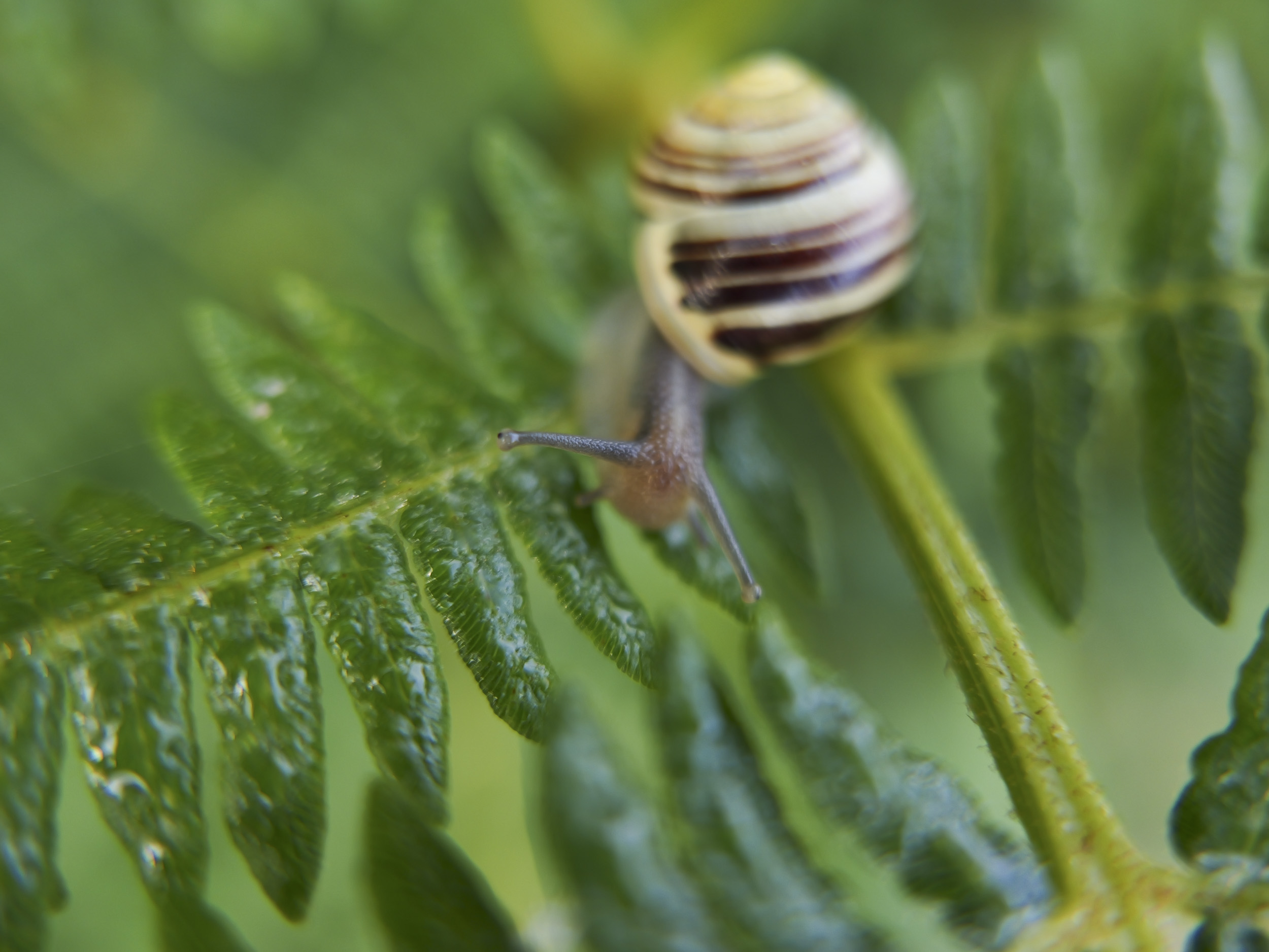 Sample image taken with the Panasonic Lumix L10; closeup of a snail on a leaf