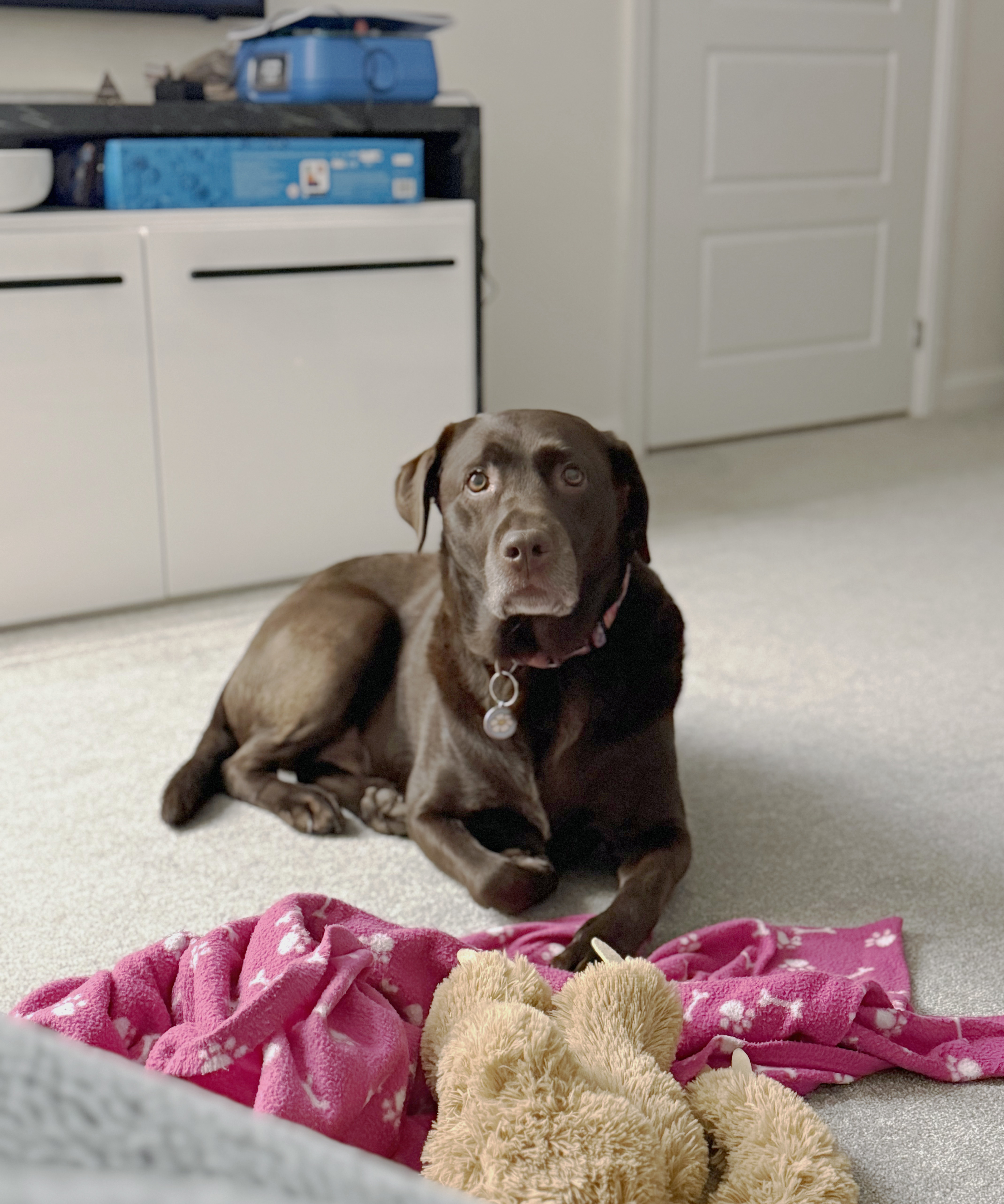 Chocolate labrador on a carpet in front of a blanket and soft toy