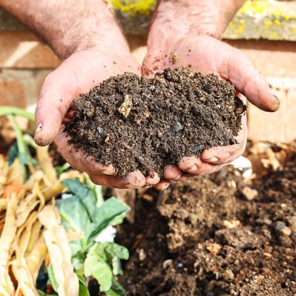 Gardener feels homemade compost to check if it is ready for planting
