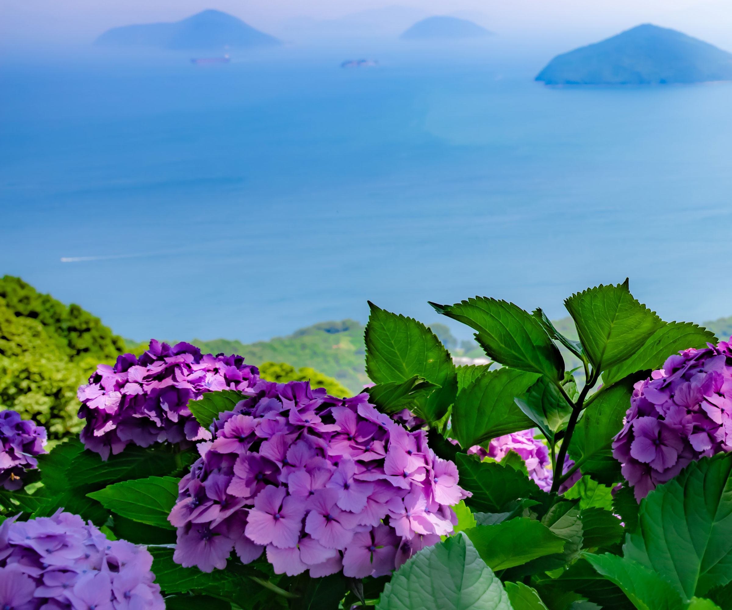 hydrangea shrubs growing near the sea with purple flowers
