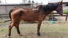 Autumn-in-RSPCA-care2.jpg