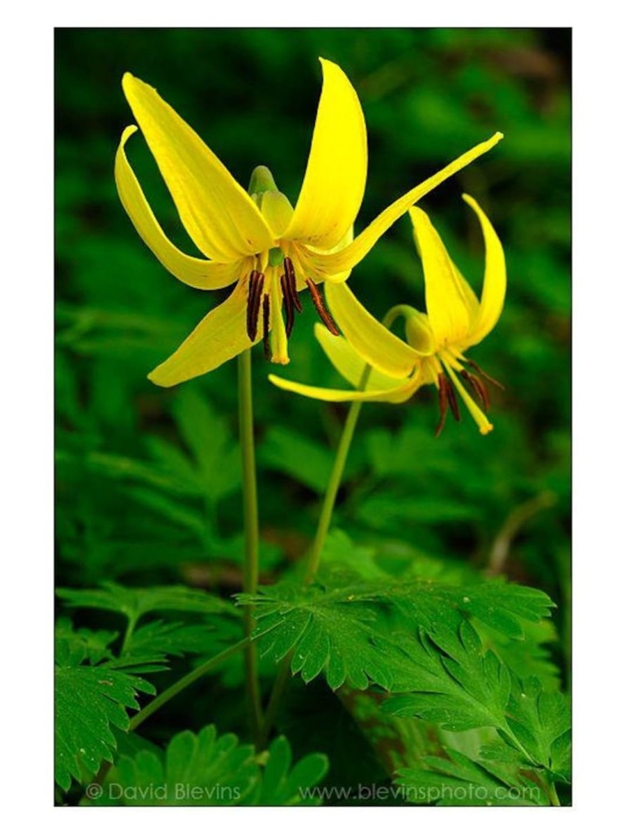 Trout Lily flowers