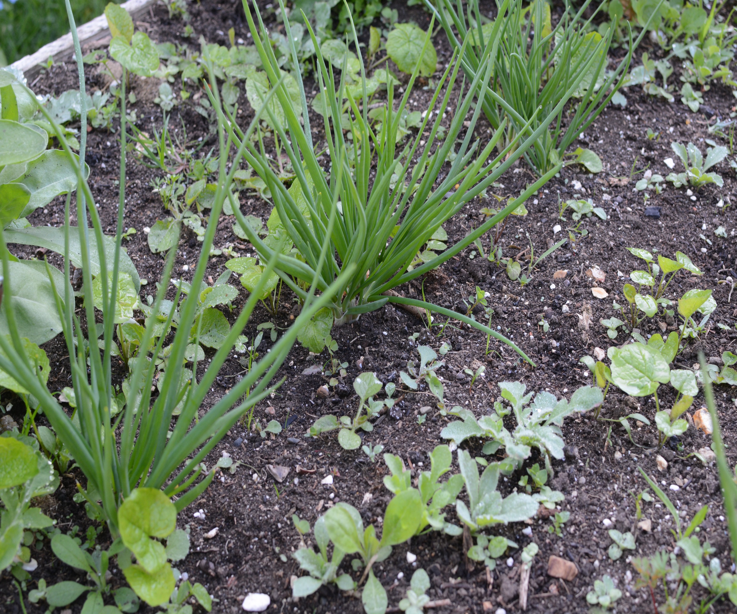 Weeds growing among shallots grown in homemade compost