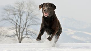 Labrador retriever playing in snow