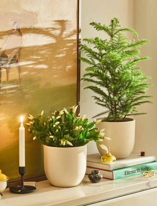 A Christmas cactus and a potted Christmas tree on a shelf